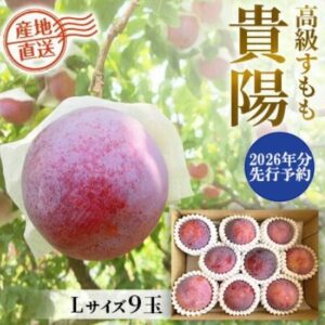 【預購2026年出貨】貴陽（大）9個李子